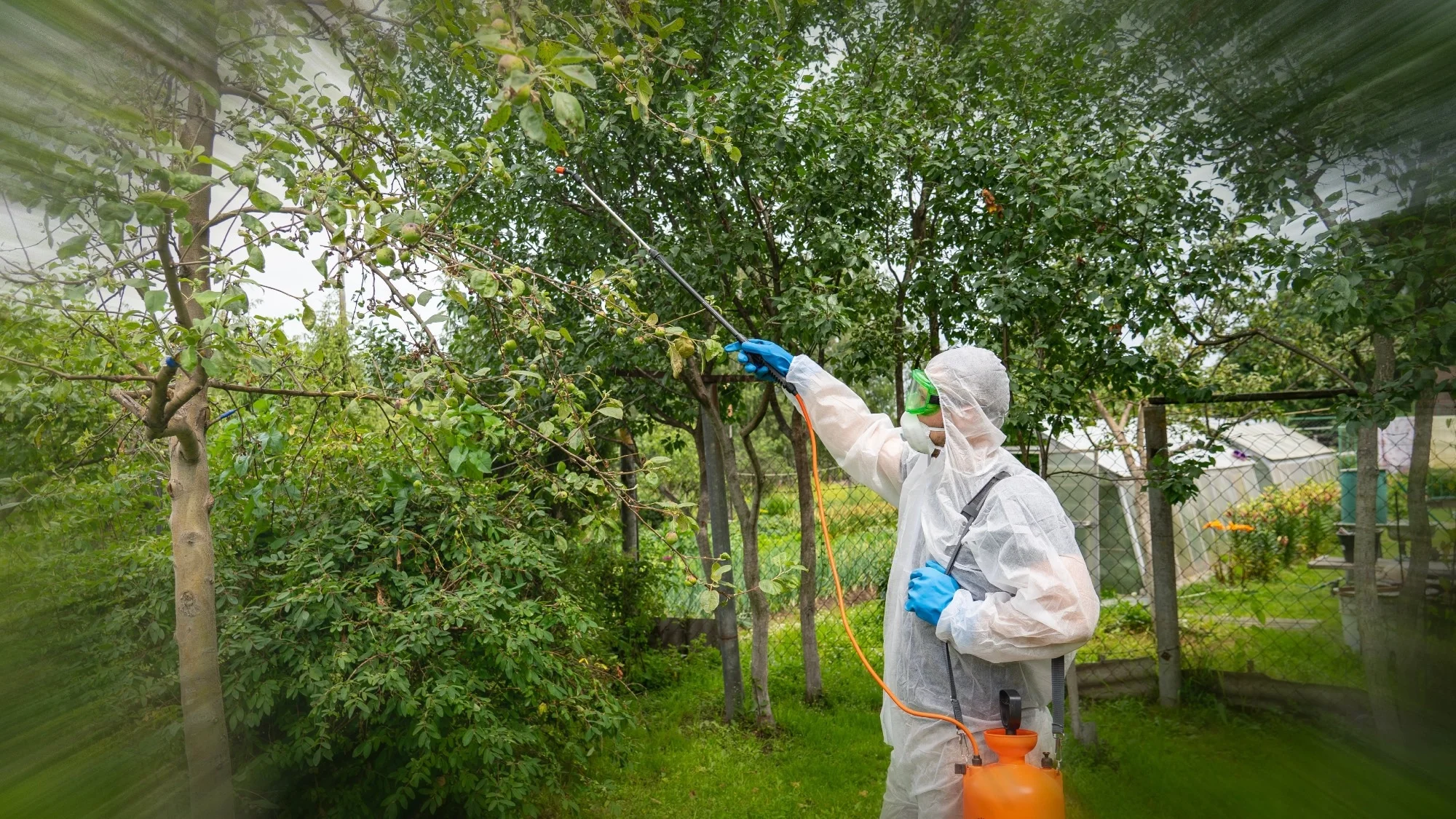Diafentiurone nella gestione dei parassiti dell’albero di frutta